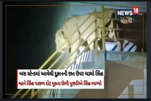 Amreli: દુકાનની છત પર ચડી જાણે સિંહે ગામનું નિરીક્ષણ કર્યું , જૂઓ video