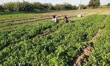 Bharuch: દરેક શાકને સ્વાદિષ્ટ બનાવતા લીલા ધાણા; સારા ભાવ મળતા ખેડૂતો ખુશ
