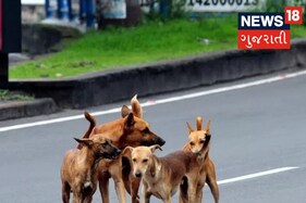 દિલ્હીના દ્વારકામાં બે રખડતા કૂતરાઓને અજાણ્યા લોકોએ મારી નાખ્યા