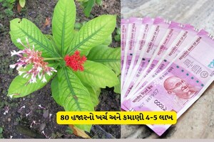 ગુજરાતના ખેડૂતો માટે ગજબની ખેતી, ફક્ત 80 હજારનો ખર્ચ અને કમાણી 4-5 લાખ