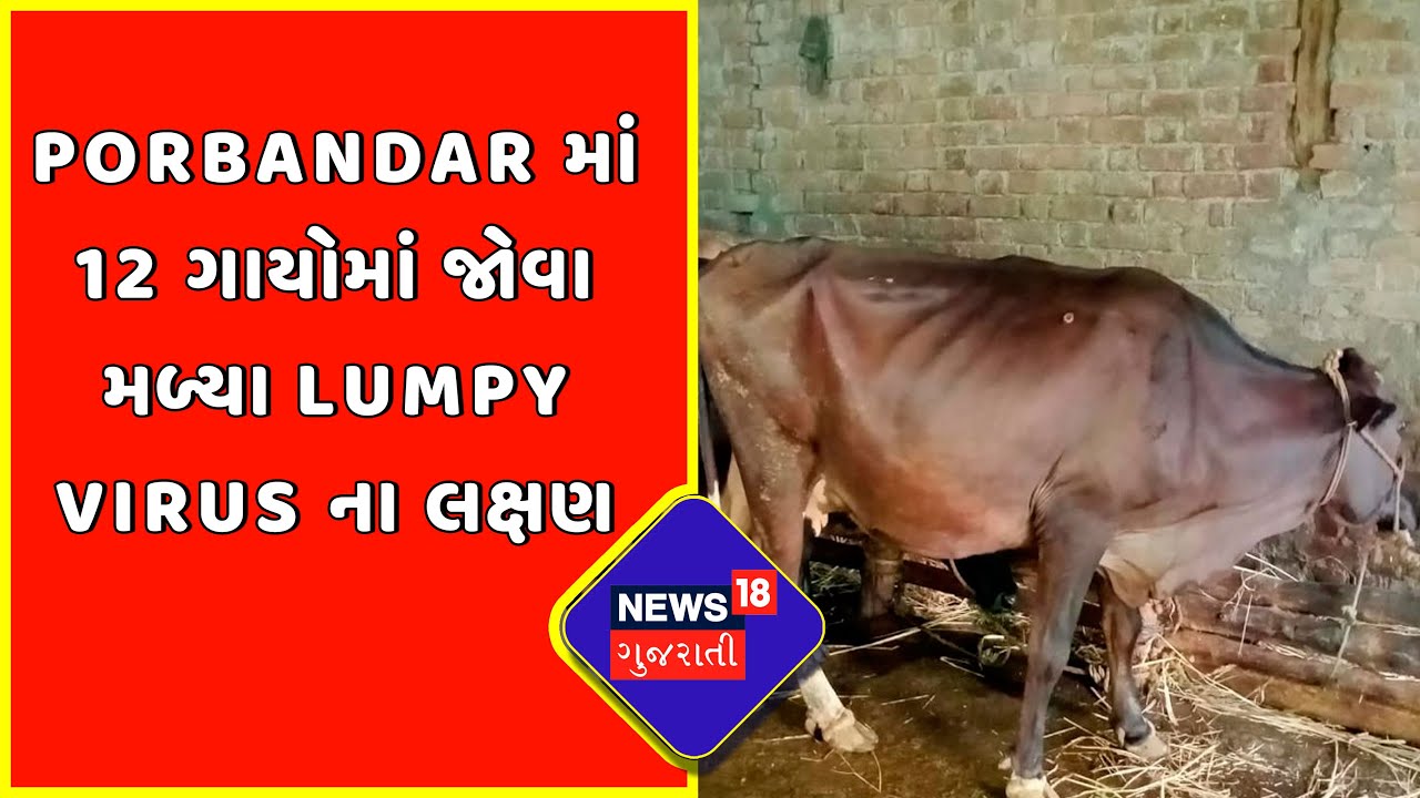 Lumpy Virus | Porbandar માં 12 ગાયોમાં જોવા મળ્યા Lumpy Virus ના લક્ષણ