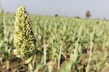 Bharuch: Weather favorable for indigenous sorghum, farmers fed up with bhund pest