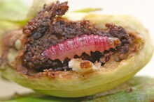 Amreli: caterpillar infestation of major winter crop brinjal;  What the experts say