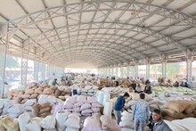 Jamnagar: Farmers' gold means trial, if the asking price is met, what is the profit of the trader?