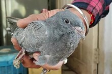 Vadodara: If any bird appears injured, contact this team, note the number