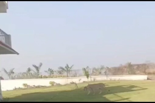સિંહ