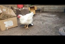 Jamnagar: તમે પક્ષીઓ માટે શું કરી શકો? આ વ્યક્તિએ તો પોતાનો બે માળનો બંગલો આપી દીધો!