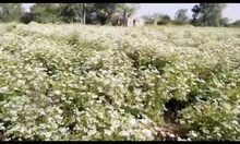 Amreli: Coriander prices have reached the sky: Farmers are happy, know how much the prices are?