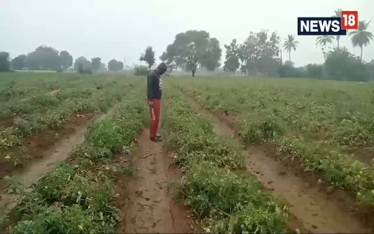 હાઈબ્રીડ