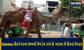 Vadodara: ઉમરભાઈ ઊંટને પરિવારના સભ્યની જેમ રાખી કરે છે સેવા