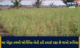 11 ધોરણ ભણેલા ખેડૂતે તલની એવી સફળ ખેતી કરી કે સરકારે આપવું પડ્યું પ્રમાણપત્ર, જુઓ Video