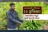 સરગવાની 1 શિંગના 25 રૂપિયા મળ્યા;  જાણો અમરેલીના ખેડૂતે ખેતીમાં શું કર્યો બદલાવ