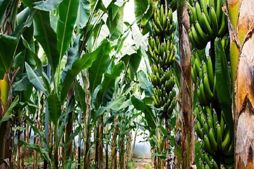 ખેડૂત માટે કેળા બન્યાં કલ્પવૃક્ષ, વર્ષે 120 ટન કેળાનું કરે ઉત્પાદન, જૂઓ Video