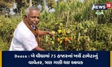 બે વીઘામાં 75 હજારનાં ખર્ચે ટામેટાનું વાવેતર, ત્રણ ગણી આવક