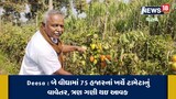 બે વીઘામાં 75 હજારનાં ખર્ચે ટામેટાનું વાવેતર, ત્રણ ગણી આવક