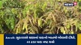સુકારાએ ચણાનાં પાકનો ખાતમો બોલાવી દીધો, 40 ટકા પાક નષ્ટ થયો