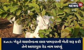 Kutch: આ ખેડૂતે થાઇલેન્ડના લાલ જામફળ કચ્છમાં ઉગાડ્યા