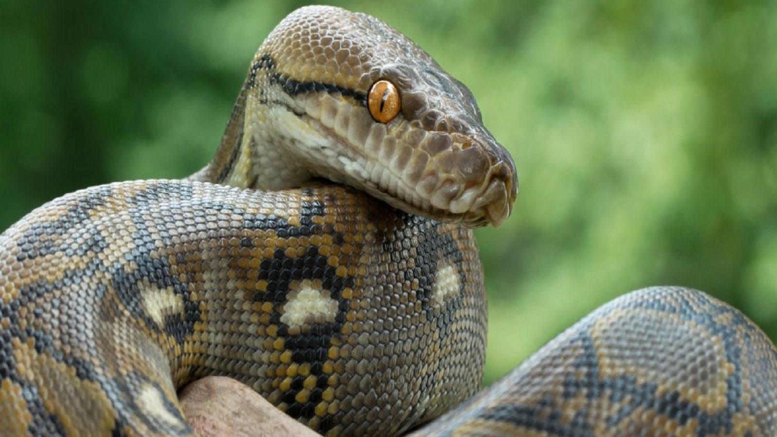 10 feet python fell from ceiling on family watching tv in malaysia ...