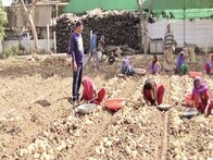 Anand: બટાકાની ઓર્ગેનિક પદ્ધતિથી ખેતી કરી ખેડૂત ત્રણ ગણી આવક મેળવે, એક વીધામાં 450 મણ બટાકાનું ઉત્પાદન, જૂઓ Video