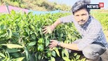 26 વર્ષનાં ખેડૂતે સીમલા મરચાનું મણમાં નહી ટનમાં ઉત્પાદન મેળવ્યું, એક છોડમાં આટલા મરચા આવે
