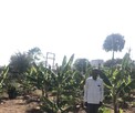 નિવૃતી  પછી જમીનની સકલ બદલી કરે છે કેળાની પ્રાકૃતિક ખેતી, ખેતીની કમાલ