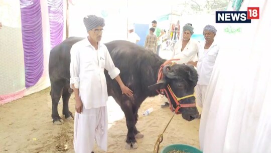 જસરામાં