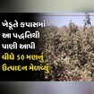 અડતાળાના ખેડૂતે અનોખી રીતે કરી કપાસની ખેતી, કરે છે લાખો રૂપિયાની કમાણી