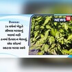 યુવાન ખેડૂતે સીમલા મરચાનું મણમાં નહી ટનમાં ઉત્પાદન મેળવ્યું, એક છોડમાં  આવે છે આટલા મરચા