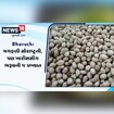 મગફળી ભલે સૌરાષ્ટ્રની વખણાય પણ ખારી સીંગ ભરૂચની જ પ્રખ્યાત છે, એક વાર ખાસો તો...