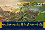 અરે વાહ! ભાવનગરનો આ ખેડૂત કાકડીની ખેતી કરી મેળવે છે લાખો રૂપિયાની આવક