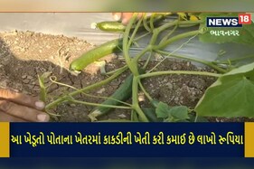 અરે વાહ! ભાવનગરનો આ ખેડૂત કાકડીની ખેતી કરી મેળવે છે લાખો રૂપિયાની આવક