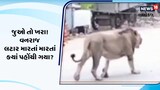 ધોળા દિવસે ગામમાં સિંહે મારી લટાર, જુઓ વનરાજનો અદ્ભુત વિડીયો
