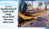 ખેડૂતોએ વાવેતરની પદ્ધતિ બદલી, તરબૂચ તથા શક્કર ટેટી વાવ્યા, જુઓ Video
