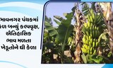 સૌરાષ્ટ્રમાં અહીં કેળ બન્યું કલ્પવૃક્ષ, ખેડૂતે કેટલી કરી કમાણી? જુઓ Video