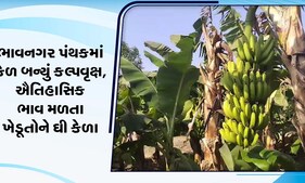 Bhavnagar: સૌરાષ્ટ્રમાં અહીં કેળ બન્યું કલ્પવૃક્ષ, ખેડૂતે કેટલી કરી કમાણી? જુઓ Video