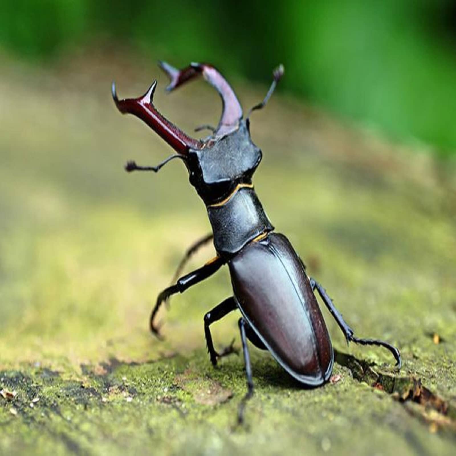 worlds most expensive stag beetle weird expensive insects that can make you millionaire