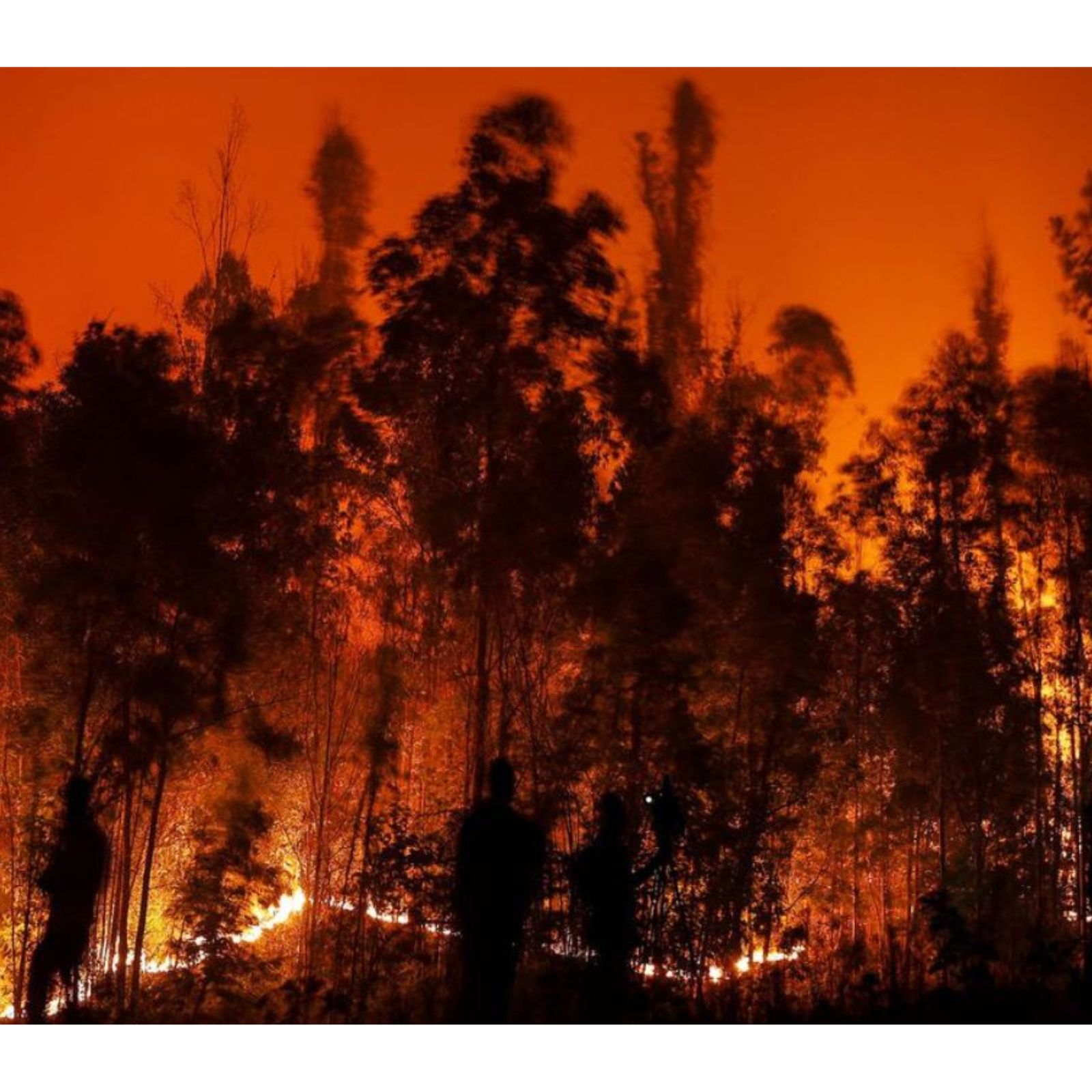  આ ભીષણ આગના કારણે 14 હજાર હેકટર જંગલ બળીને ખાક થયું છે. આ વિનાશકારી આગના કારણે ચિલીમાં તબાહી મચાવી દીધી છે. આગના આ ઘટનાના કારણે કેટલાય મકાનો બળી ગયા છે.