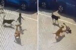 VIDEO: હૈદરાબાદમાં શેરીના રખડતાં શ્વાને 4 વર્ષના માસૂમ બાળકને ફાડી ખાધો