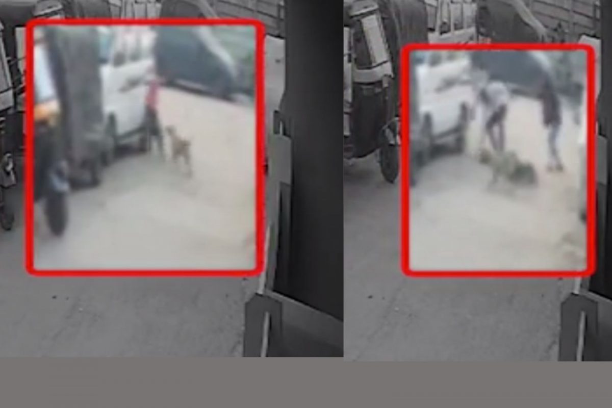 Surat Dog attack: બાળક પર શ્વાનનો હુમલો સીસીટીવીમાં કેદ, 12 કલાકમાં ત્રણ ઘટના