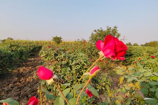ભરૂચ