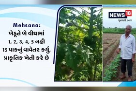 મહેસાણાના આ ખેડૂતે બે વીઘામાં 15 પાકનું વાવેતર કર્યુ, ખેતી થકી મેળવે છે સારુ એવું વળતર