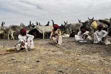 Kutch: ઘાસચારાની અછત, એક હજાર ગાયો સાથે લાલ પાઘડી રબારી માલધારીઓની હિજરત!