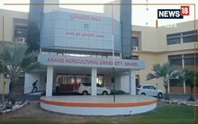 Anand: કૃષિ વૈજ્ઞાનિકોએ આણંદ રોમા નામની ટામેટાની નવી જાત વિકસાવી, એક હેક્ટરમા આટલા ક્વિન્ટલ ઉત્પાદન