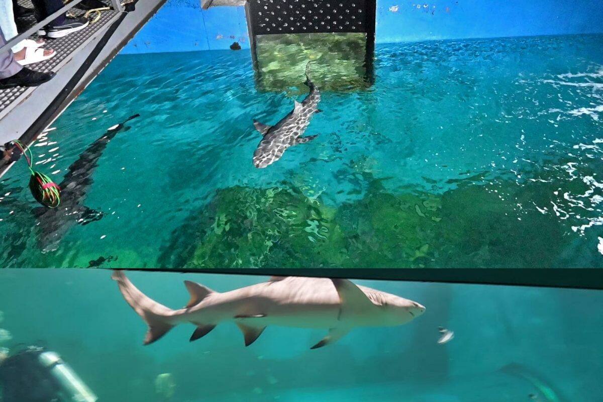 Including 3 lemon sharks measuring 6 feet long in the Aquatic Gallery