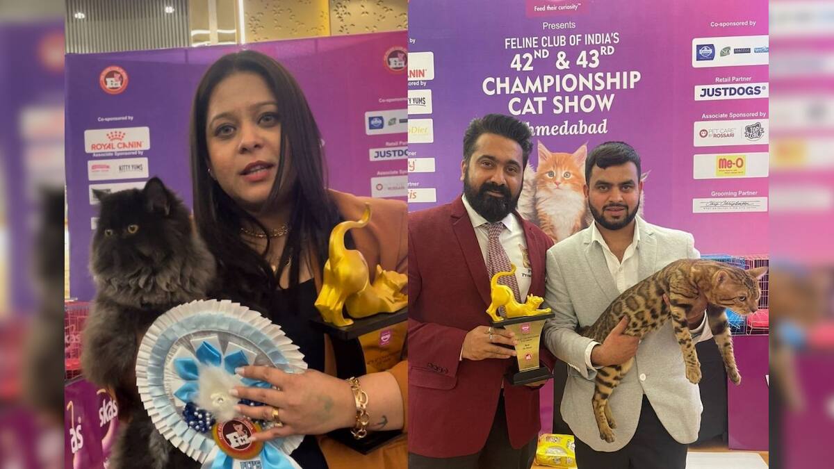 અમદાવાદમાં બિલાડીઓ બની રાજા cats became king in ahmedabad a massive