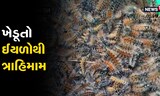 કાંકરેજ પંથકમાં ઈયળોનો ત્રાસ, 15 દિવસથી ખેડૂતો હેરાન, જુઓ Video