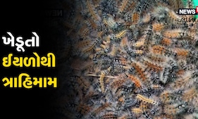 Banaskantha: કાંકરેજ પંથકમાં ઈયળોનો ત્રાસ, 15 દિવસથી ખેડૂતો હેરાન, જુઓ Video