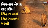 નેચર સફારીમાં જોવા મળી સિંહણ અને સિંહબાળની મસ્તી, જુઓ Video