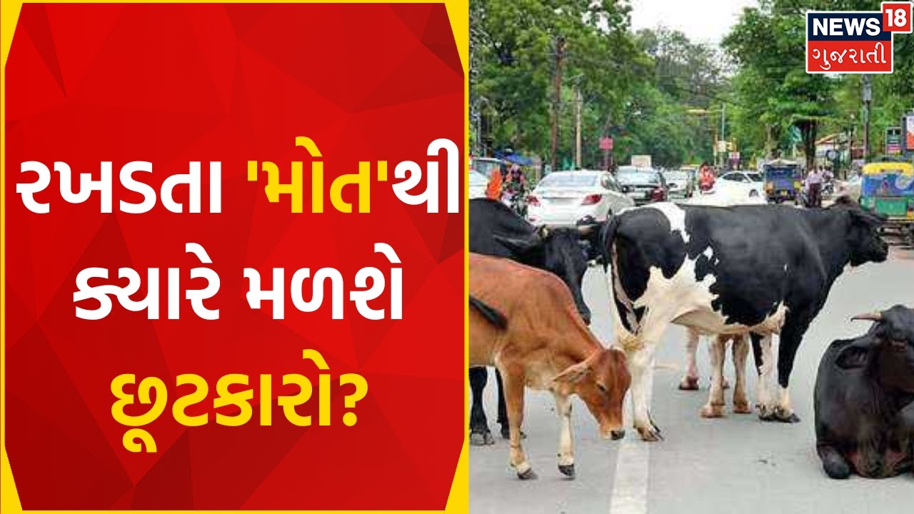 Stray Cattle Issue in Gujarat: રખડતા ઢોરના ત્રાસથી લોકો થયા ઈજાગ્રસ્ત