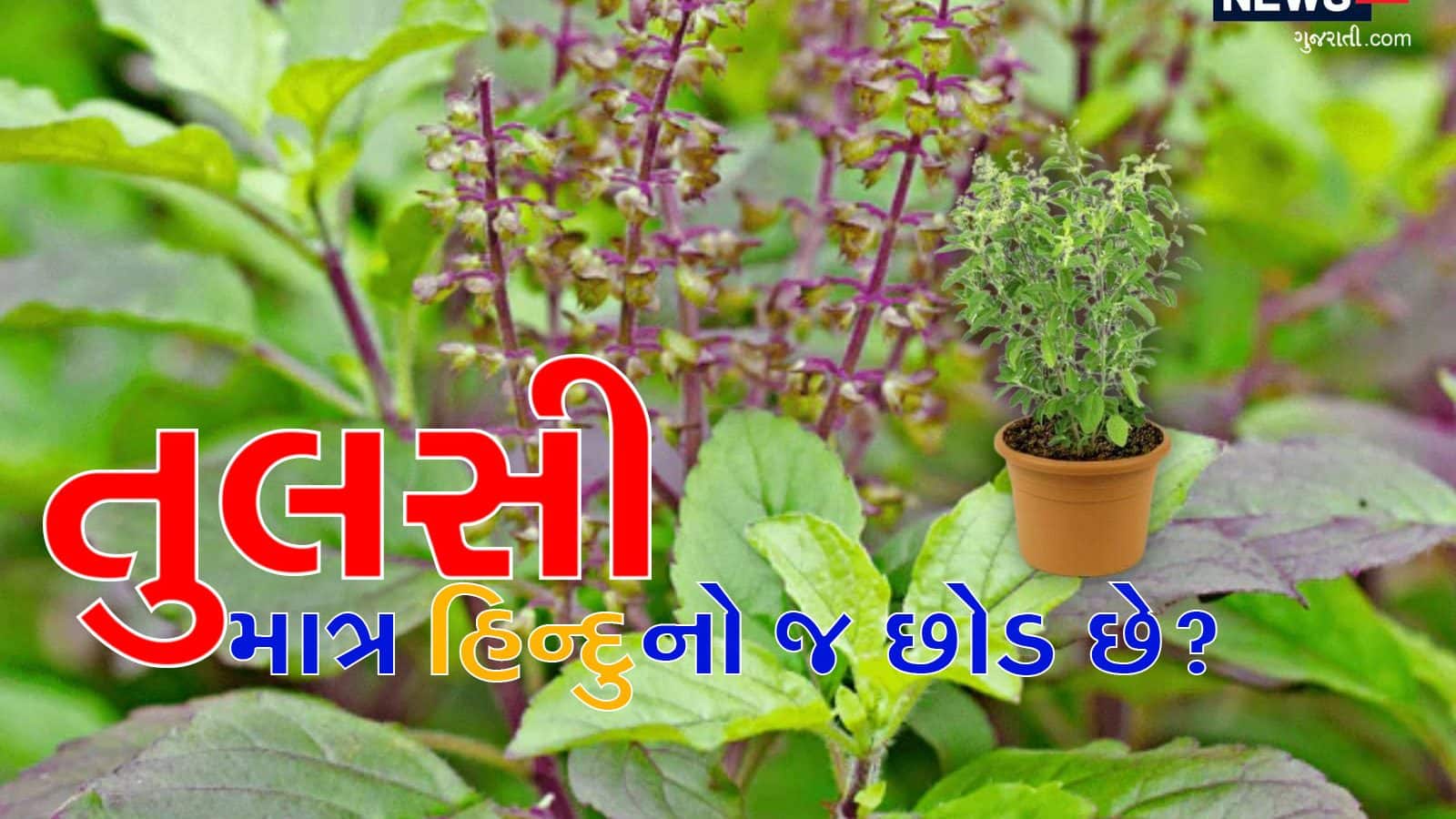 શું મુસ્લિમ પરિવારોના આંગણામાં તુલસીનો છોડ નથી ઉગતો? જાણો શું કહે છે